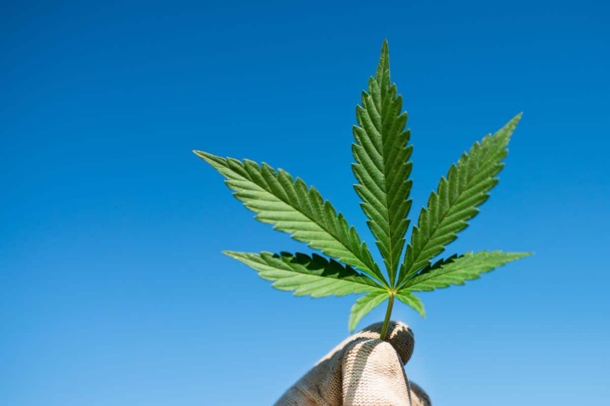 A hand holding a green leaf from a indica cannabis plant