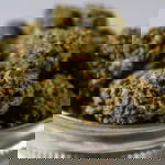 Granddaddy Purple marijuana