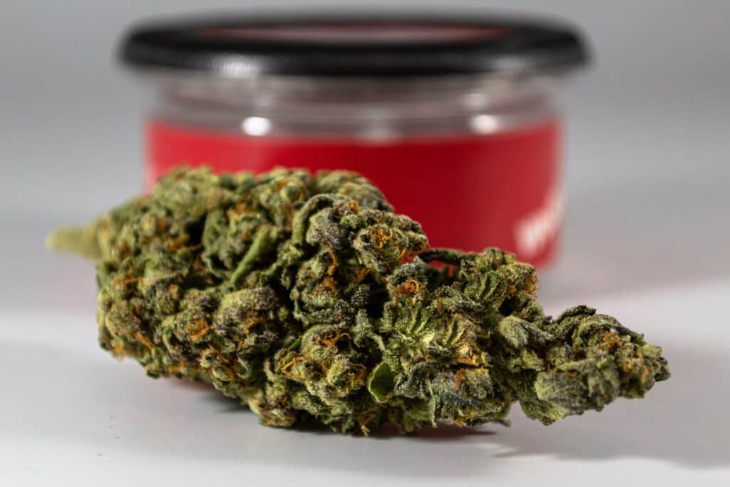 Mango Dream Strain