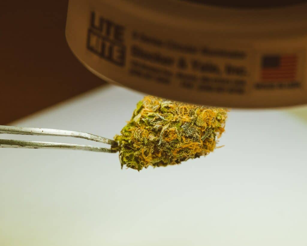 Mango Habanero Strain