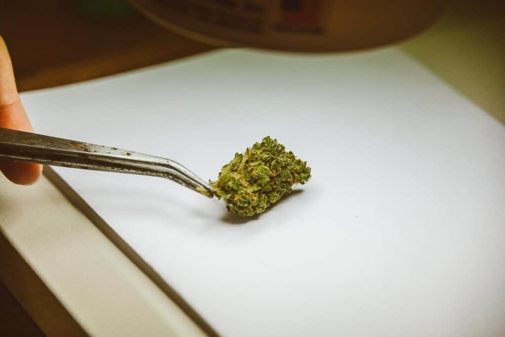 Mango Kush Strain