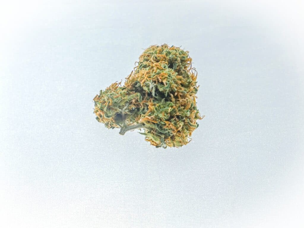 Mango Skunk Strain