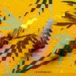Cannabis terpenes