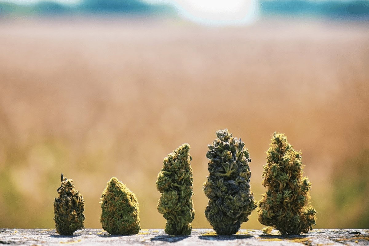 Best delta 8 strains Best delta 8 strains