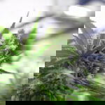 Critical Cure