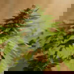 Harlequin Strain