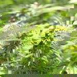 Runtz strain