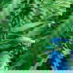 Runtz feminized strain