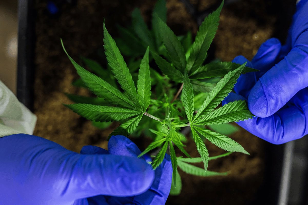 CBD Flower