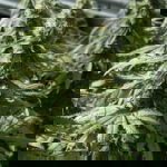 Durban poison