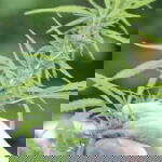 Pineapple Express marijuana strain