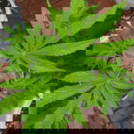 Velvet Runtz strain