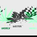Indica vs Sativa