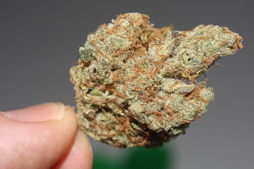 Oreoz strain