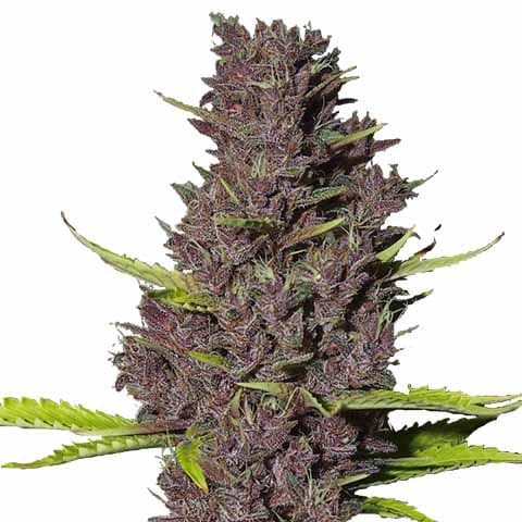 Blue Dream Strain