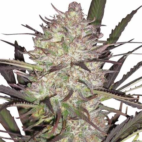 Durban Poison Strain