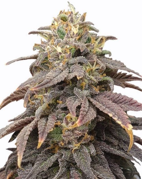 Forbidden Fruit Strain