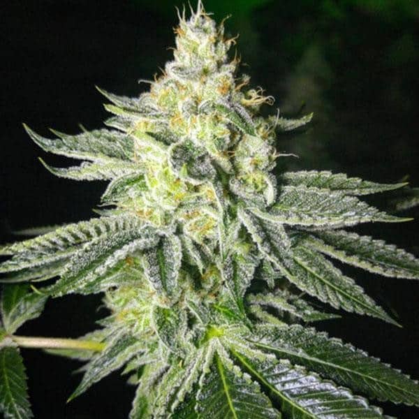 Ghost Rider OG Marijuana Strain