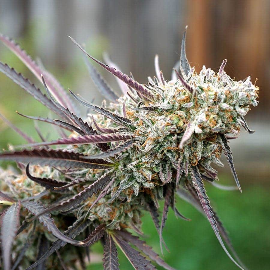 Ice Cream Cake Marijuana Strain