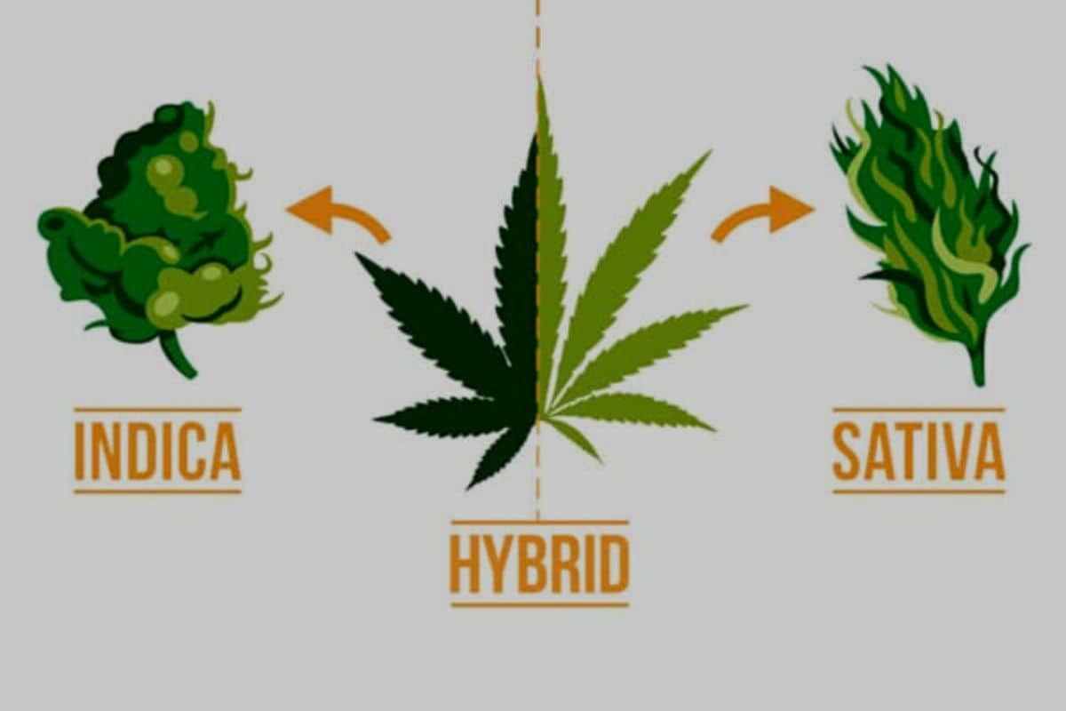 Indica vs sativa vs hybrid