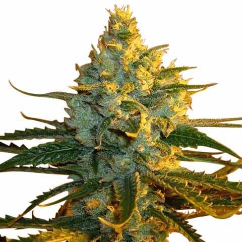 Lemon Haze Strain