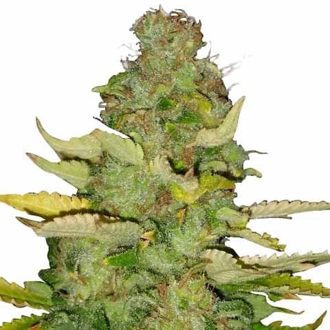 Maui Wowie Strain
