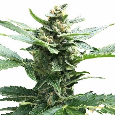 Northern Lights Strain