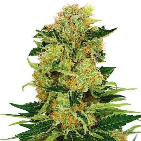 Pineapple Express strain