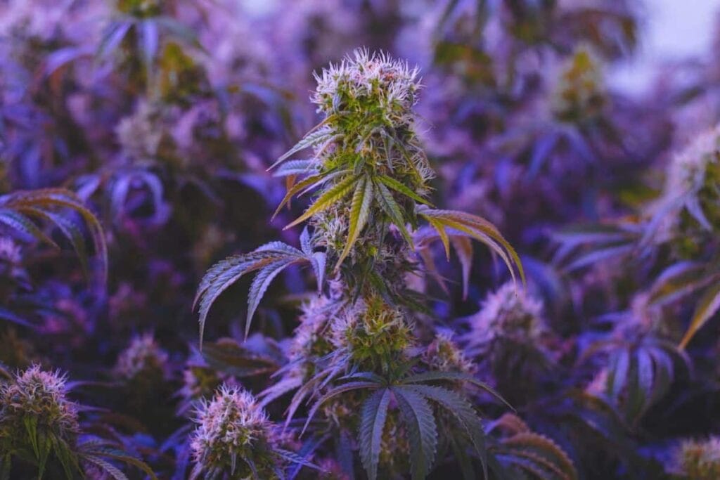 Sativa strains