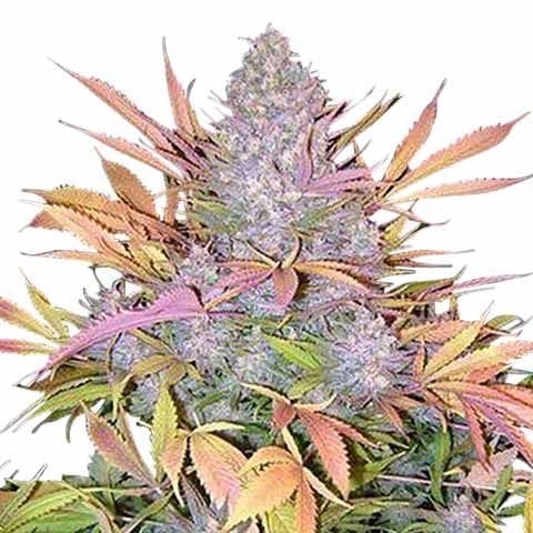 Strawberry Cough Strain