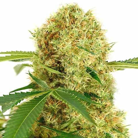 White Widow Strain