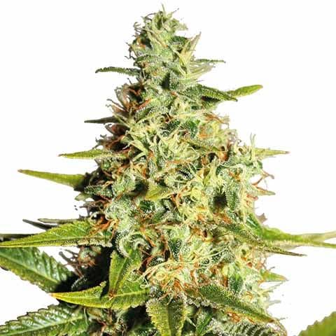 Afghan Kush marijuana