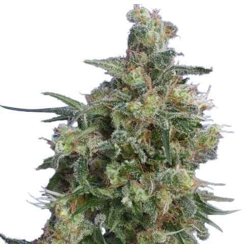 Bubba Kush strain