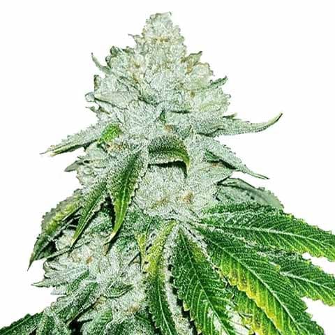 Gelato strain
