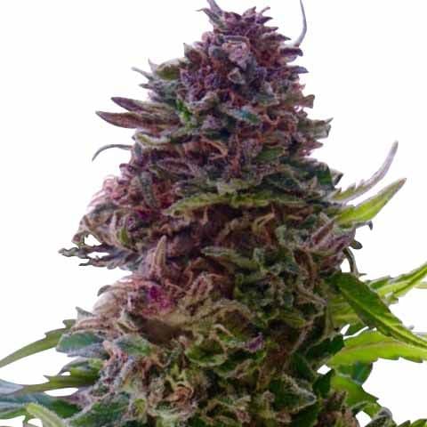 Granddaddy Purple strain