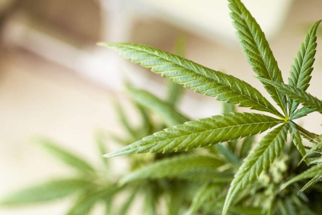 Growing Sour diesel