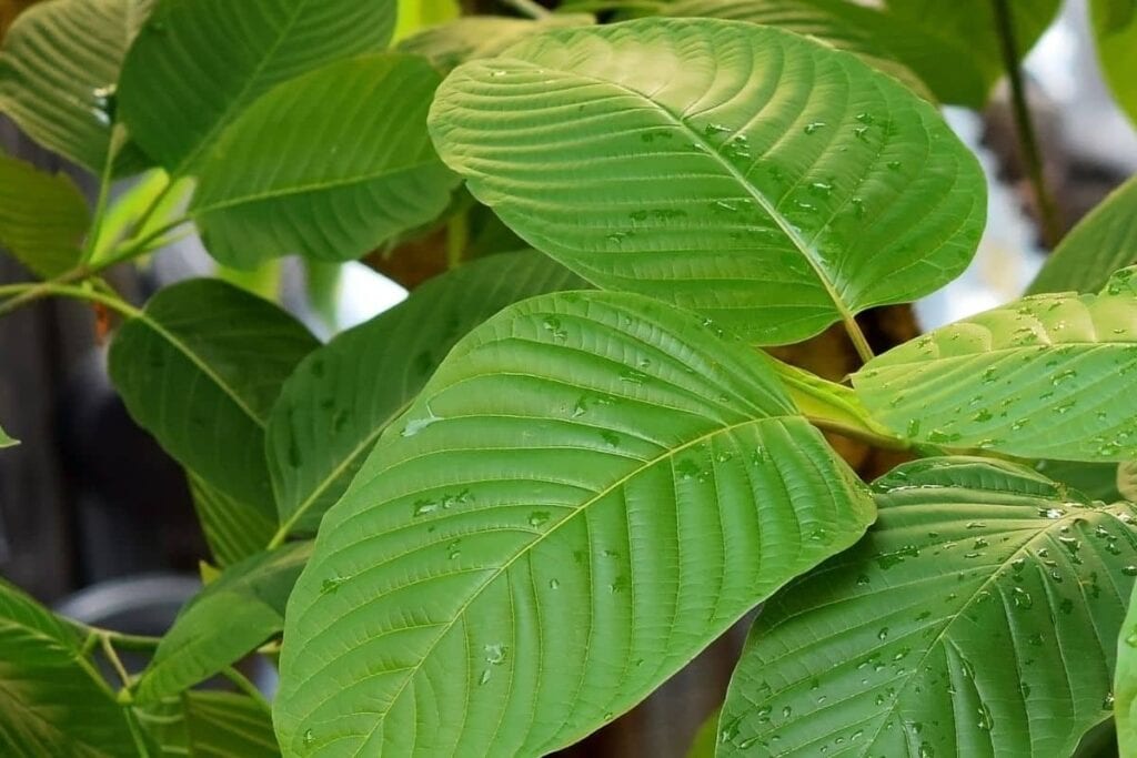 Kratom Tree