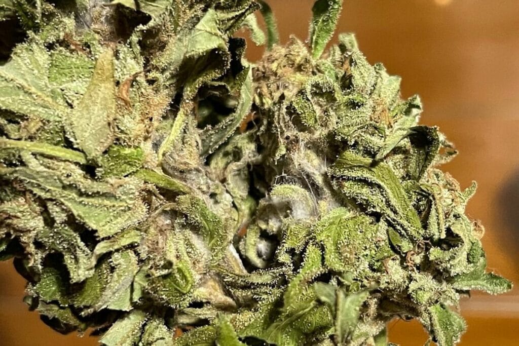 Mold on cannabis bud