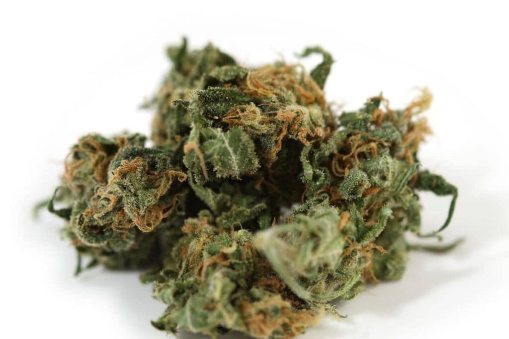 Mold on weed