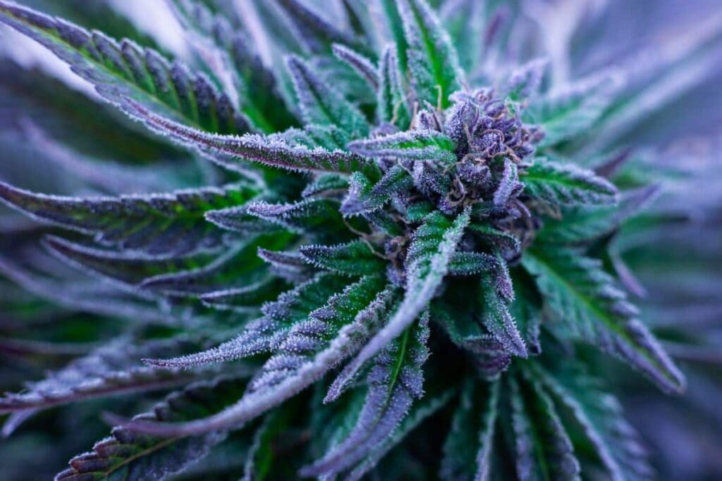Purple Haze Strain