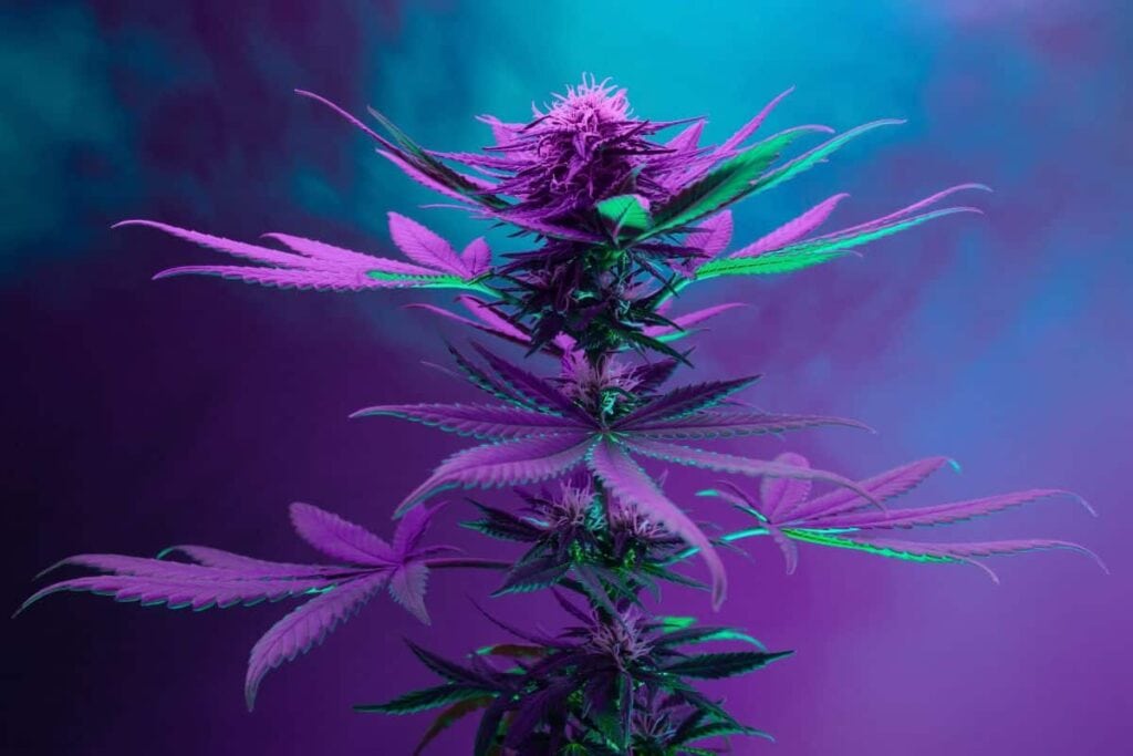 Purple Weed Strain