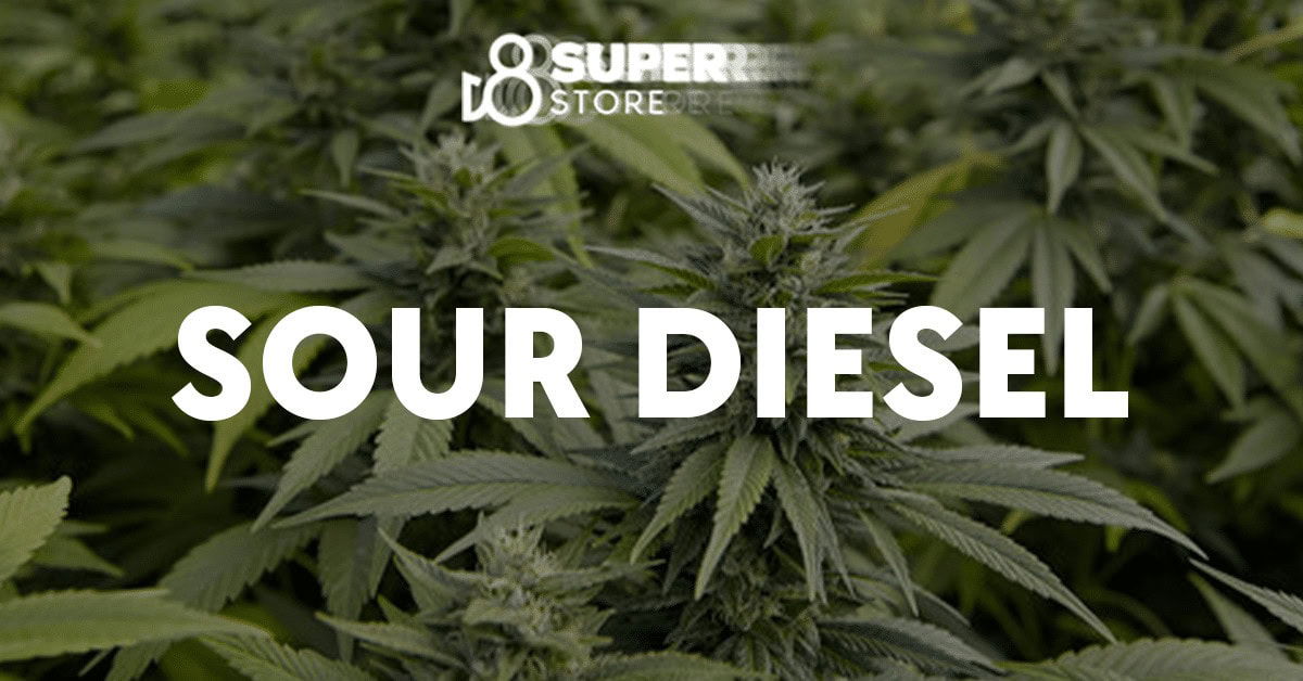 Strain: Sour diesel.