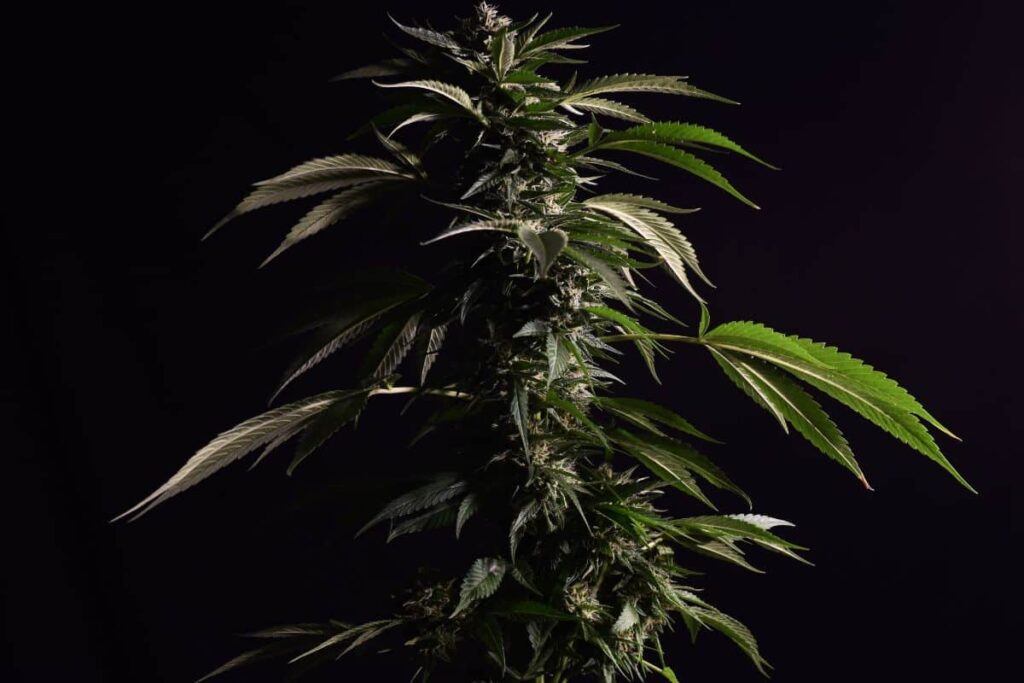 Sour diesel
