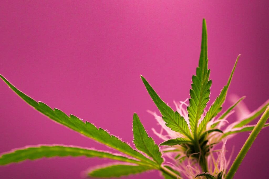 Terpenes from sour diesel