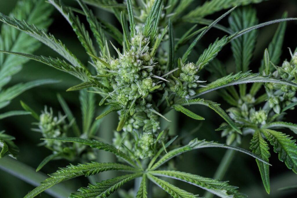 super glue weed strain