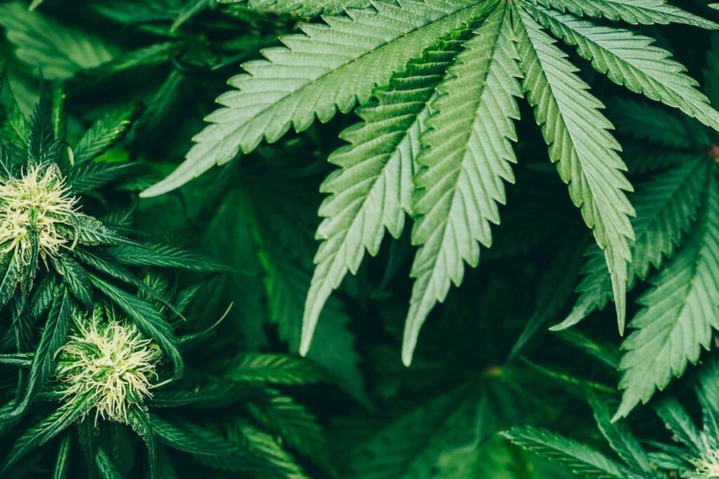 Alien Rock Candy Strain