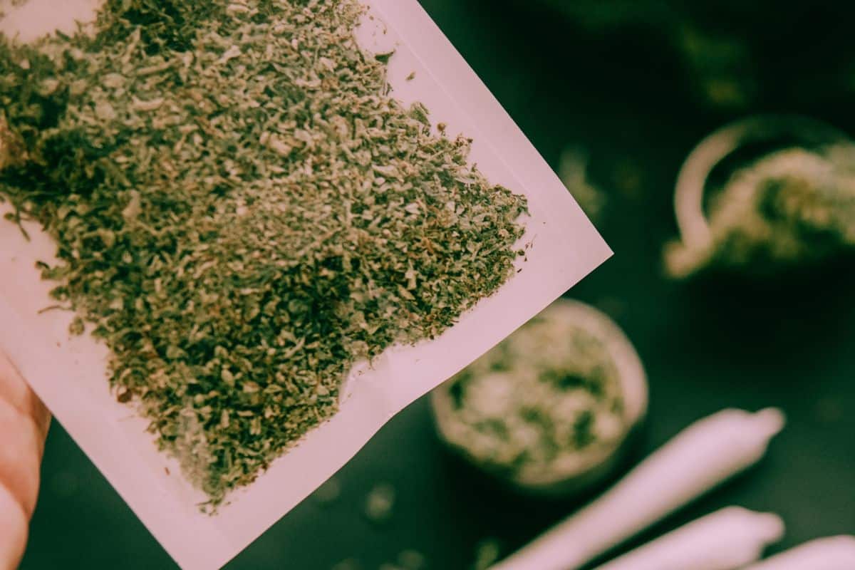 Crushed Weed Ready For Snorting Crushed Weed Ready For Snorting