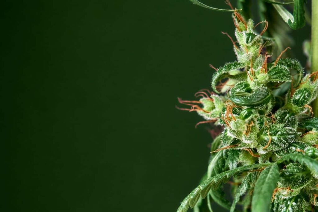 Jager Weed Strain