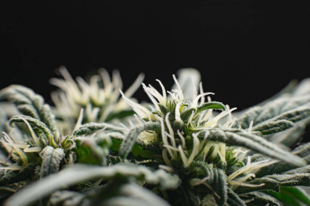 Snowman strain