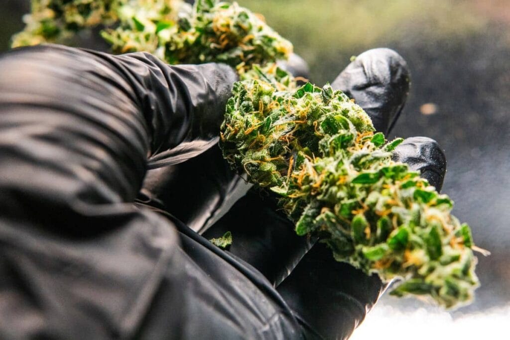 Sunset Sherbet Marijuana Strain